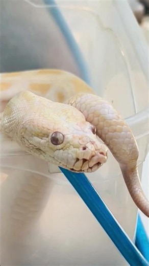 Beautiful White Python Stunning Albino Python in 4K Amazing Reptile & Wildlife 🐍✨