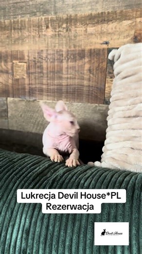 #devilhousepl #cat #sfinkskanadyjski #sphynx #hodowla #kitten #love #cute