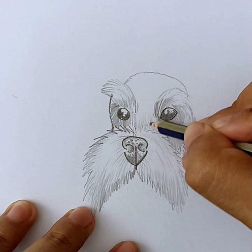 How to draw a schnauzer dog