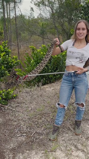 #rattlesnake #snake #venomous #venomoussnake #rattle #naplesflorida #naples #fyp #fypage #fyppppppppppppppppppppppp #fypシ゚viral