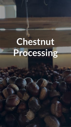 1. Hot water bath kills chestnut weevil 2. Sizing drums separate the nuts into S, M, L, and XL 3. Winnowing cleans out any excess grass and debris The Route 9 Chestnut Cooperative is a multigenerational chestnut operation based in Carrollton, Ohio. We recently featured Greg Miller on our podcast, Plant The Trees. Take a listen to learn more. | Propagate