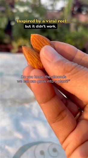 How to grow almond plant at home easily part 1🌱✨#almond #SeedGermination#youtubeshorts #bloomyesha