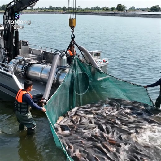 How Millions of Catfish Are Raised and Processed by Machines in the USA | Inside Future Factories