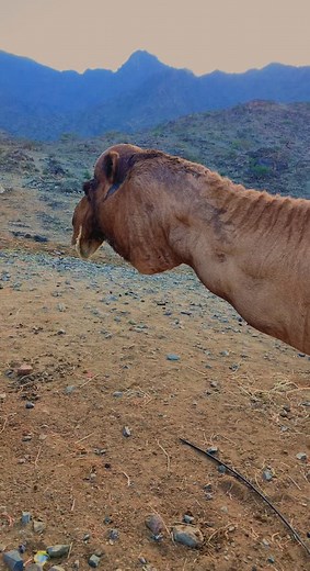 Discover Amazing Camels in Their Natural Habitat