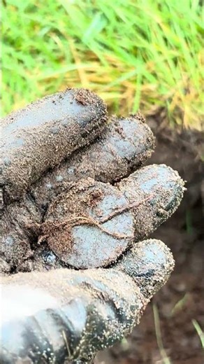 Metal detecting UK Garrett AT Pro finding an old coin #detectorists #metaldetecting #oldcoin #ATpro