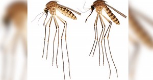 Culex lactator, new species of tropical mosquito, discovered in Florida is 'concerning,' researcher says