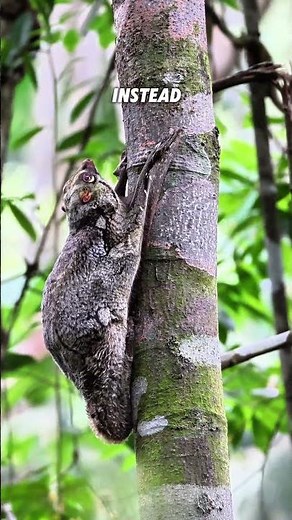 [SINGAPORE] The 'FLYING' Colugo!