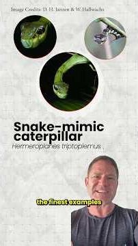 Mimicry, one of the most powerful examples of evolution in action