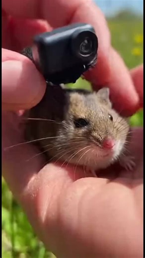 Field Mouse POV: Discovering Hidden Baby Mice Nest