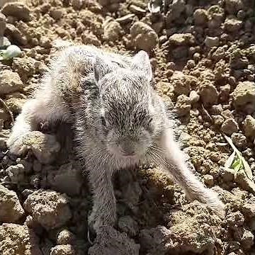Baby bunny attack me