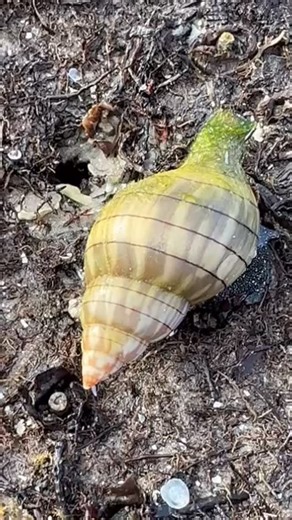 The Banded tulip. The tulips are beautiful shells one of the most attractive shells on the islands & one of the largest marine snails found along the barrier islands in Southwest Florida . The Banded tulip can be as large as 4 inches in length .This species can also be found in other parts of the Gulf of Mexico ,eastern Florida and the northern Caribbean Sea. 🐚 Video Credit : Shell Guide Amanda B. 🐚 @shellingmomma 🐚 Only Collect Empty Shells 🐚 #shellkiceisland #shellmarcoisland #treasureseek