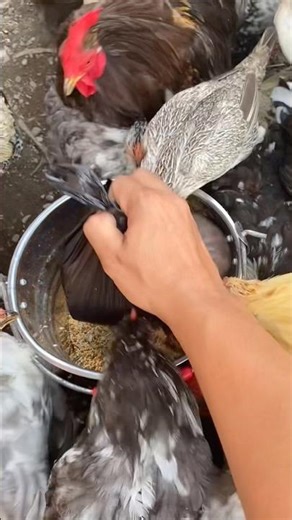 Feeding frenzy