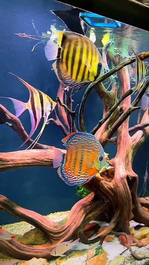 1.5K views · 50 reactions | Peaceful Discus & Angelfish Tank Setup  #discusfish #angelfish #tetrafish #reelsviralシ | Pisces Eye | Facebook