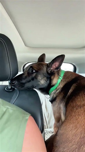Liquid Malinois: How my dog travels in funny poses!В каких смешных позах путешествует моя собака! 🚗😂