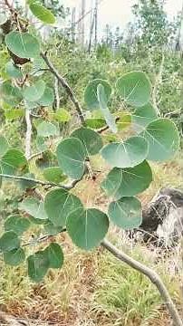 🌹⁴☆•³⁷■⁴ Quaking Aspen (Populus tremuloides) in Willow Family (Salicaceae)