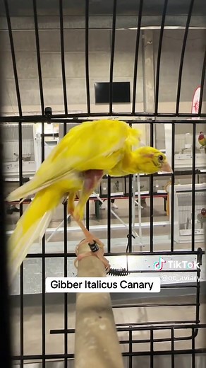 Discover the Elegant Gibber Italicus Canary Breed