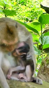 Super Cute Monkeys Playing and Being Adorable! #monkeys #asmr #monkey #animal #cutebaby #animals | Mini Monkey action | Facebook