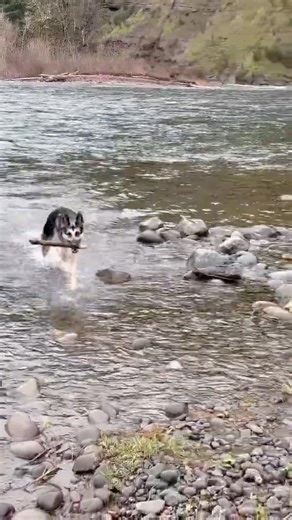 Rainy day fun #germanshepherd #gsds #rainyday #dogs #riverdog #fetch #wintervibes #dogster #oregon