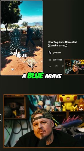 Tequila's Secret: Harvesting Blue Agave From Giant Plant! #shorts