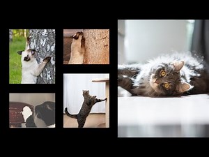 All You Need to Know About Cat Scratching: DIY, Toys, and Prevention