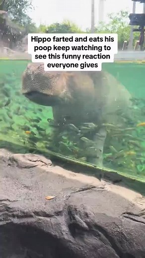 Hippo Farts: Gloria's Hilarious Moments