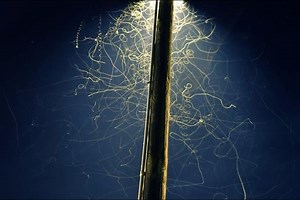Gorgeous Magic Made Out of Street Lights and Bugs