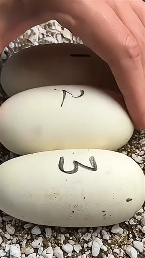 The embryos are quickly developing!