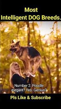 🚨 The Smartest Working Dogs Ever | Top 10 Intelligent Breeds in Action