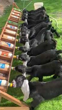 Sheep Goat Lamb Milk Drink Nipples Orphan Bottle Lamb Pet | Available on IndiaMART