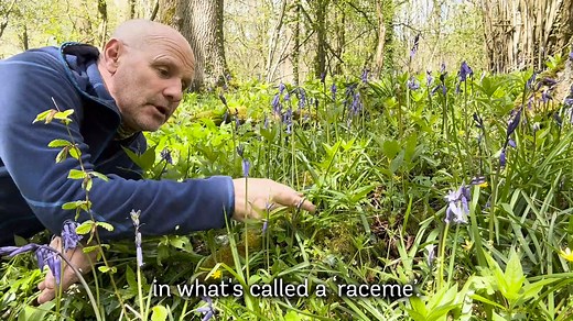 🌷 How to distinguish between native and Spanish #bluebells! 🔎 Want to improve your woodland wildflower ID? Start with Mike's plant scavenger hunt! 🌿 Join naturalist and broadcaster Mike Dilger on a journey through the woods and learn how to ID some of our stunning #WoodlandWildflowers. 🌳 To research his book, ‘One Thousand Shades of Green’, Mike embarked on a journey to find 1,000 different British plants in the space of a year, which naturally led him to the woods! 👉 Watch the full series 