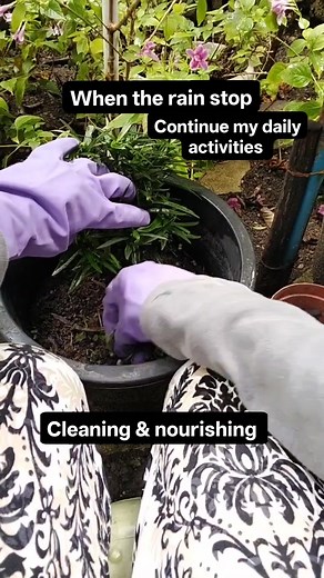 Podocarpus macrophyllus is known as buddhist pine or "maki" is a popular ornamental plant with an evergreen tree or shrub 🌿 #plants #plantscare | Anne Jara Alcaras