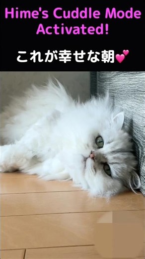 朝起きたらペルシャ猫3匹が待っていた🩷🩵🧡#猫 #猫動画 #ペルシャ猫 #猫のいる暮らし #癒し #かわいい猫 #ふわふわ猫 #長毛猫 #猫好き #ショート動画