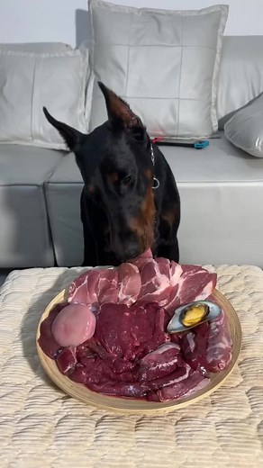 Today's lunch is a grand meat fest again! #puppy #pet #doberman #muckbang #dogeating #dog #stressrelief