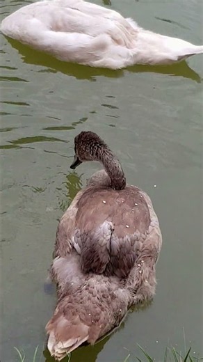 Swans on the canal: some groom themselves, others feed from the bottom | August life by the water🦢☀️