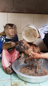 SokYaa Monkey Becomes the Best Bath Time Helper You've Ever Seen | Wow Greaty