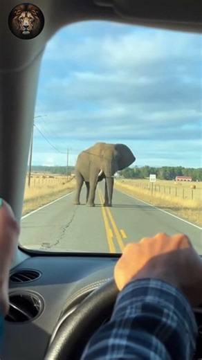 Giant Elephant Blocks the Road 🐘🚗 Shocking Wildlife Encounter Caught on Camera