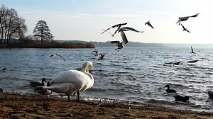 Cygnes Mouettes Canards - Free video on Pixabay