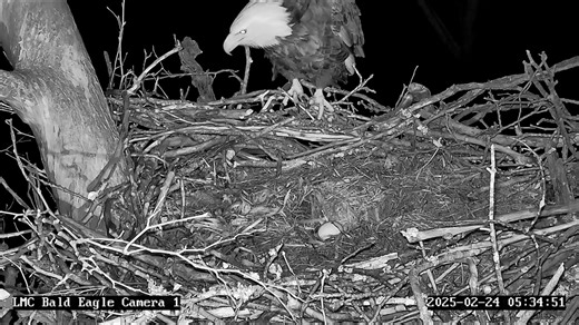 A Great Horned Owl attempted to attack the Little Miami Conservancy bald eagle nest—but the male eagle was quick to defend! In a dramatic moment captured on camera, the owl swooped in under the cover of darkness, only to be met by the male bald eagle rushing in to protect the nest. Thankfully, all turned out okay! This isn’t the first time we’ve seen this kind of Great Horned Owl behavior. In past seasons, we've witnessed similar owl attacks at the Pittsburgh Hays and United States Steel Corpora