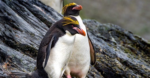 10 Fascinating Facts About Macaroni Penguins