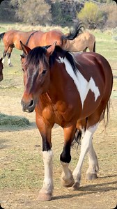 13K reactions · 350 comments | “This is Apache. He is 13 and was...