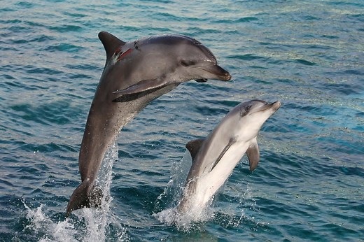 Bottlenose Dolphin Facts for Kids | Dolphin Photos