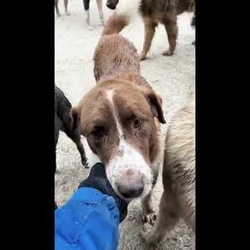 kindness, bravery, and compassion 💪🐶❤️🐕 Men Helping Dogs ❤️🥹