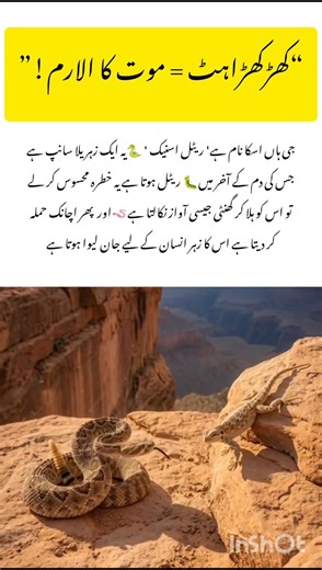 Meet the Rattlesnake 🐍 Facts #rattlesnakes #naturefacts #wildlife #nature #shorts