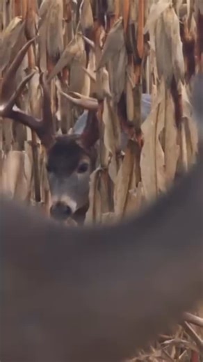 Cabela's on Instagram: "Talk about a stud..."