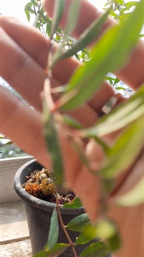 How to grow pomegranate plant from seeds#garden #terracegardenindia #gardening #pomegranate