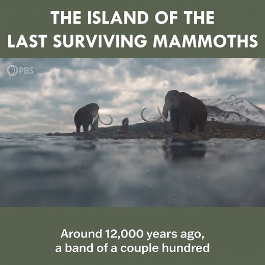 878K views · 8.4K reactions | The Island of the Last Surviving Mammoths! | Eons • PBS | Facebook