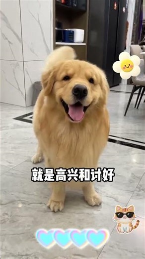 Unveiling the Hidden Secrets of Dogs: Are You in the Know