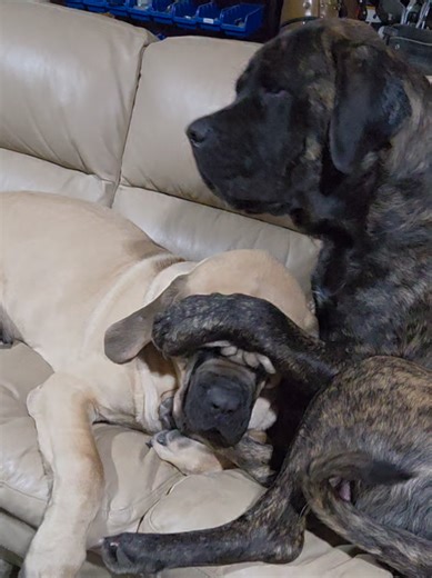 English Mastiffs Play fighting 😆 Guess who wins ? #englishmastiff #bigdog #dogfight #dog #mastiff