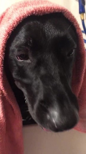 💙🧼splish splash I got a bath 🧼💙#dog #dogiftiktok #puppy #ftp #pupbath #dogbath #splishsplash #labadorretriever #splashsplashiwastakingabath #pets