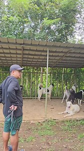 Intact females hiwalay dapat sa intact males... | Supero Dog Farm